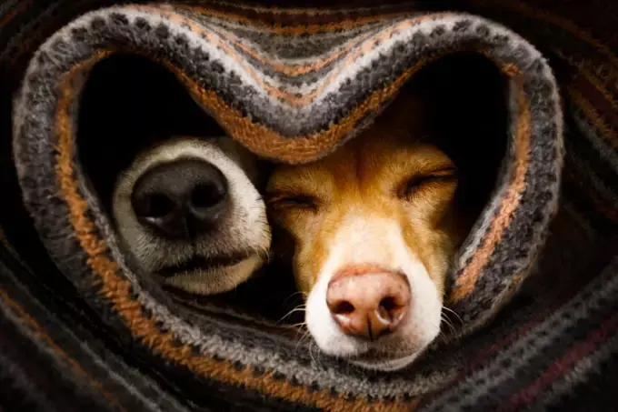 Dois cachorros enrolados em um cobertor.